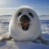 Happy_Seal