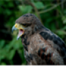 Turking Eagle